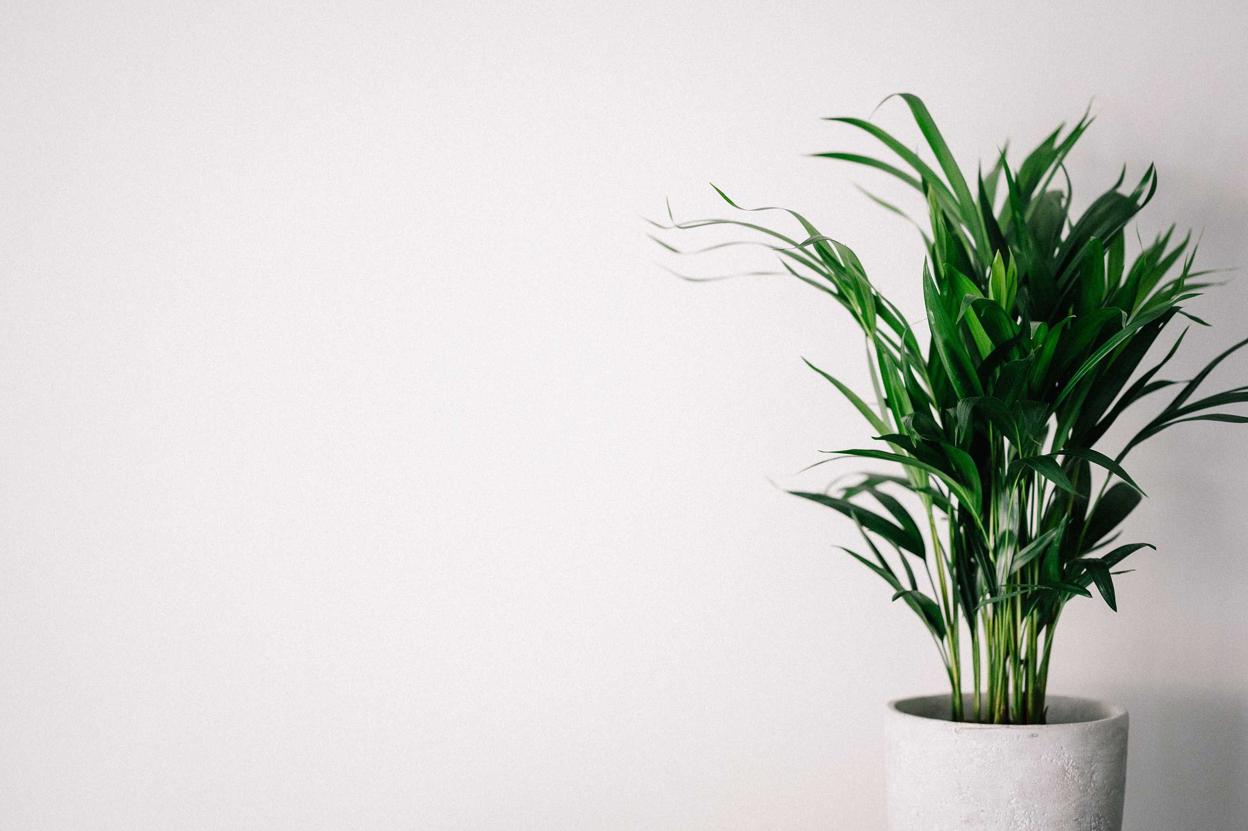 An indoor potted plant in front of a plain white wall